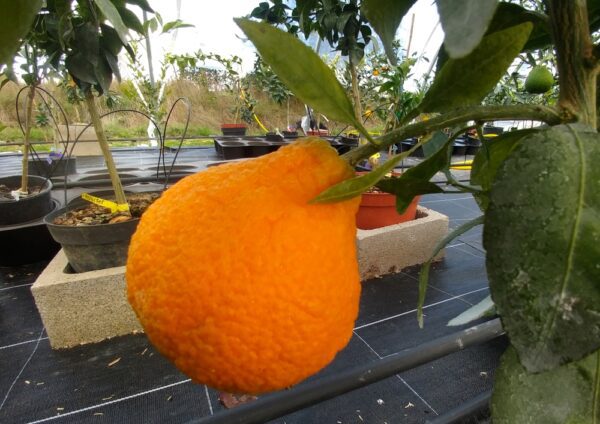 Shiranui orange sur une branche