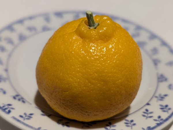 Un Shiranui jaune sur une assiette