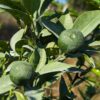 deux limes japonaises vertes sur l'arbre