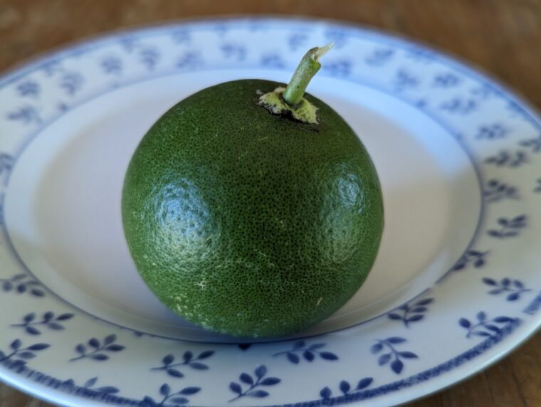 citrus-sudachi-vert-8-23