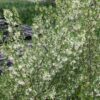 arbuste sweet scarlet floraison blanche