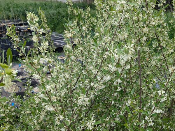 arbuste sweet scarlet floraison blanche