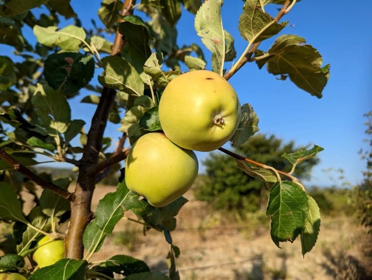 malus-pointue-de-trescloux