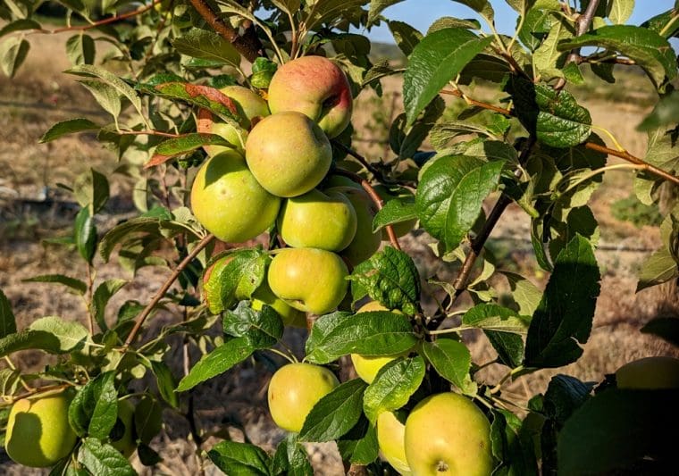 pomme-champ-gaillard