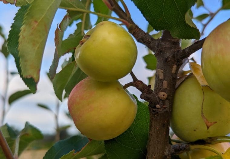 pomme-sieversii
