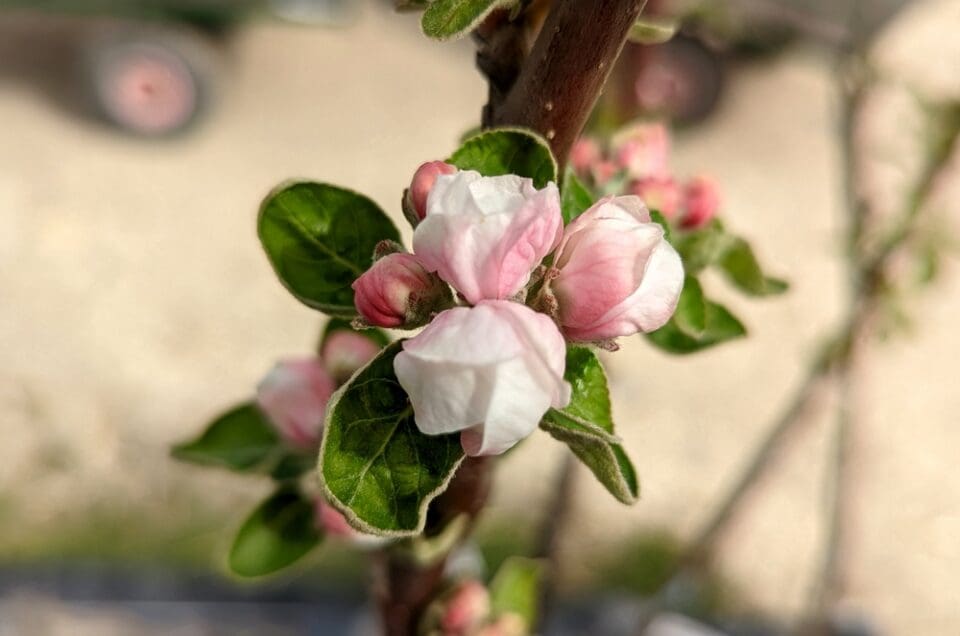 Vente de plante de pommier Pink Pépinières Quissac