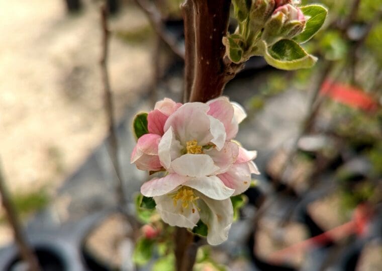 pommier-fleurs-fermé