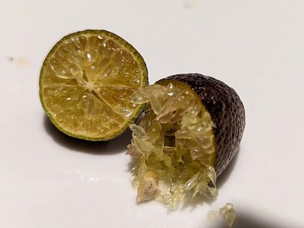 caviar jaune