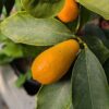 Un Kumquat Nagami sur une branche avec des feuilles