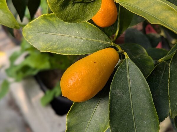 Un Kumquat Nagami sur une branche avec des feuilles