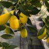 Plusieurs lemonquats jaunes sur une branche feuillue