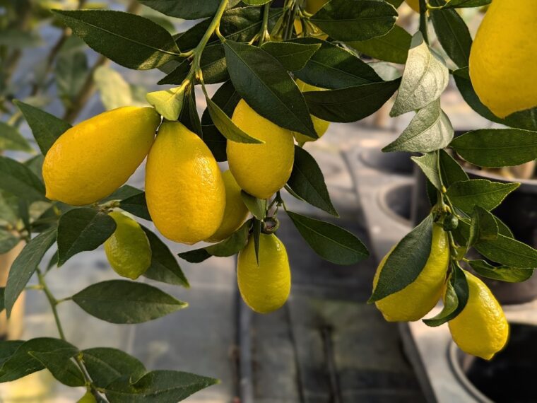 citrus-lemonquat-tavares-25-2
