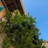 jolie mandarinier devant une maison avec plein de mandarines vertes