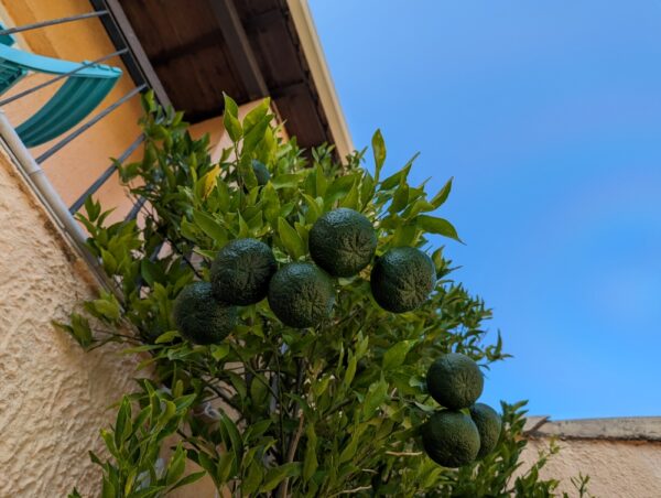 jolie mandarinier devant une maison avec plein de mandarines vertes