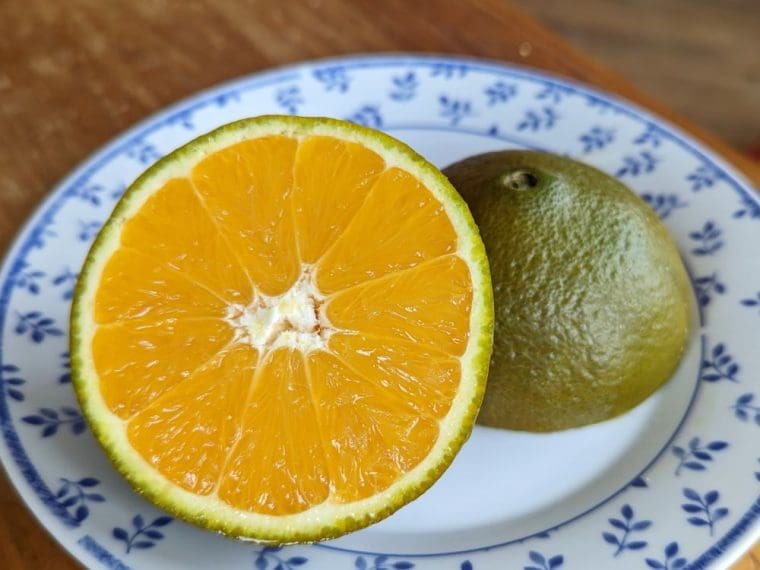 citrus-orange-chocolat