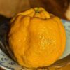 Ponkan est une grosse mandarine avec un excellent goût et beaucoup d’arômes