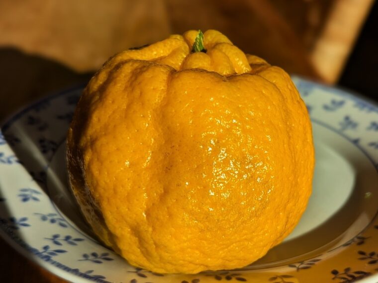 citrus-reticulata-ponkan-25-12