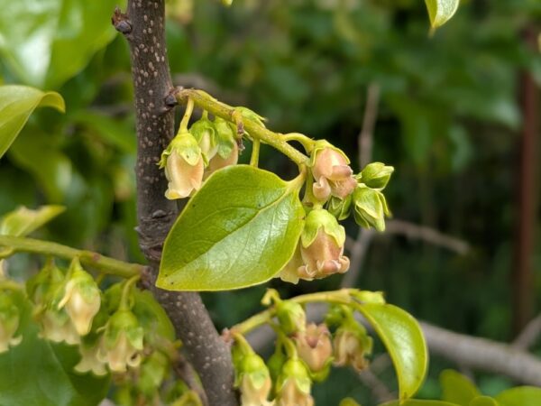kaki pomme jiro, fleurs