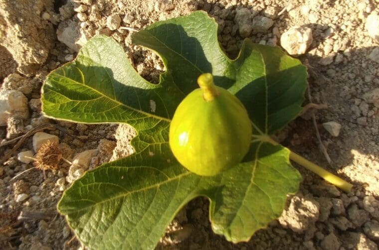 ficus-bayoud-fruit-feuille