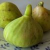 trois figues blanches de ficus carica Blanche d'Argenteuil