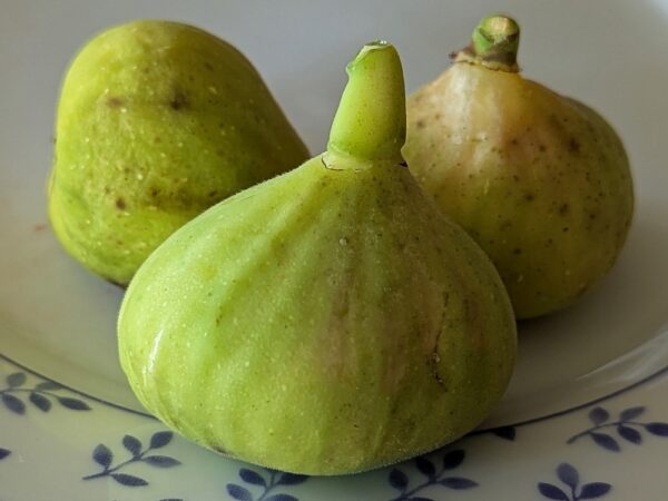 trois figues blanches de ficus carica Blanche d'Argenteuil