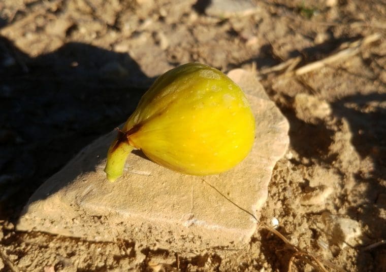 ficus-carica-desert-king