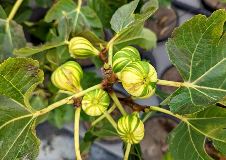 ficus-carica-panache-breba-22-6-arbre