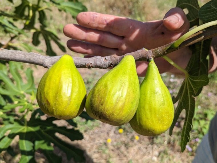 ficus-carica-yellow-bratislava