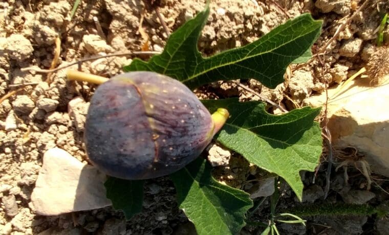 ficus-carica-turco