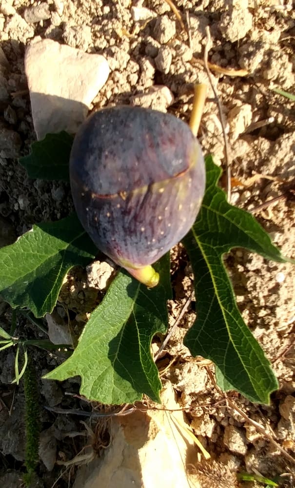 turca