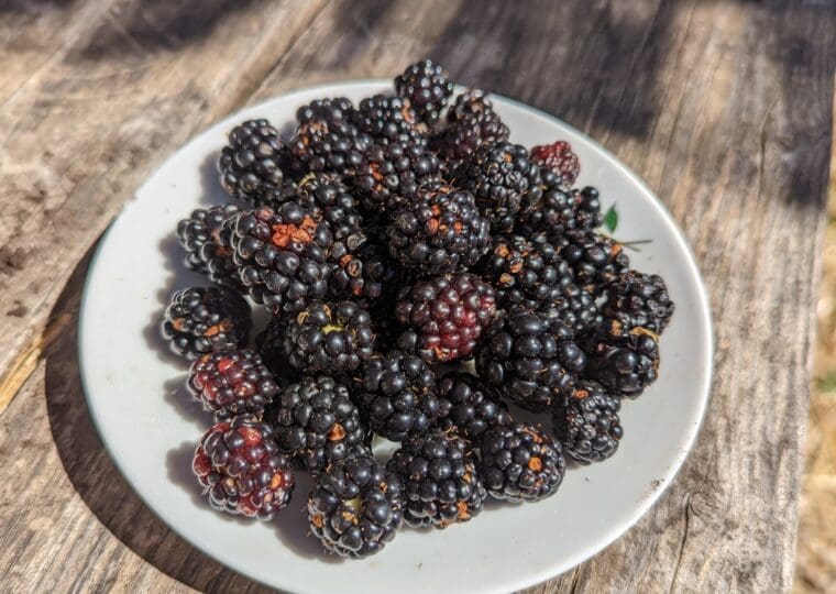 mûre-sans-épines-tripple-crown-assiette-22