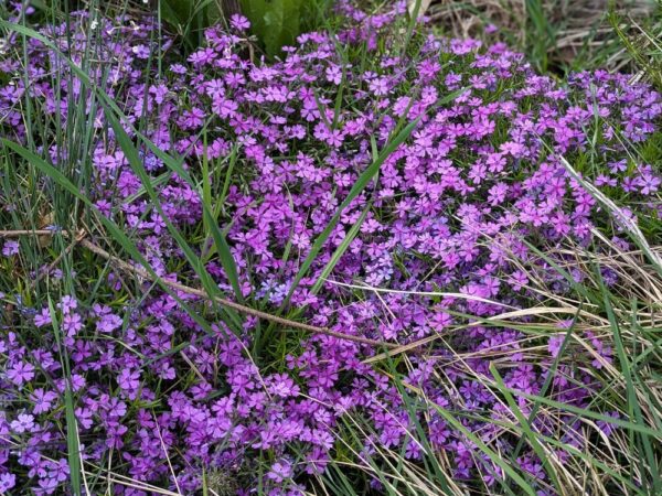 tapis de phlox purple en fleur