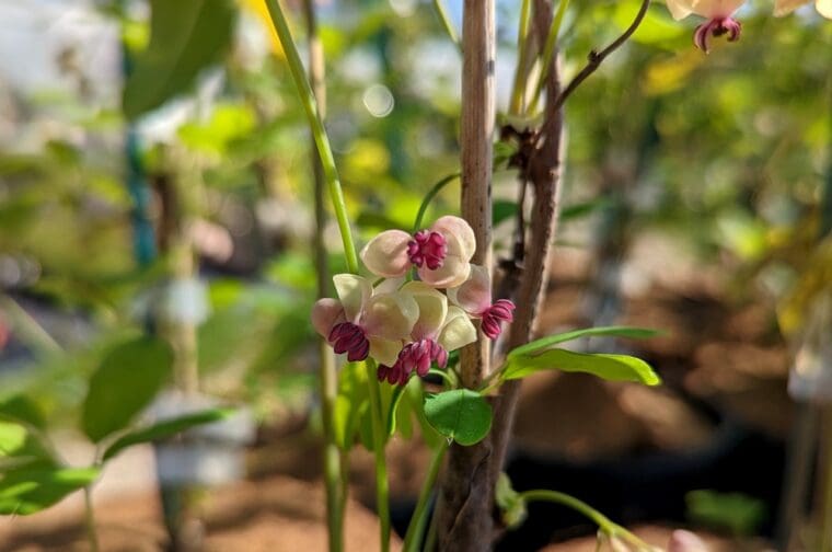 akebia-quinata-shirobana