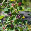 AMELANCHIER HONHEYWOOD, gros fruit
