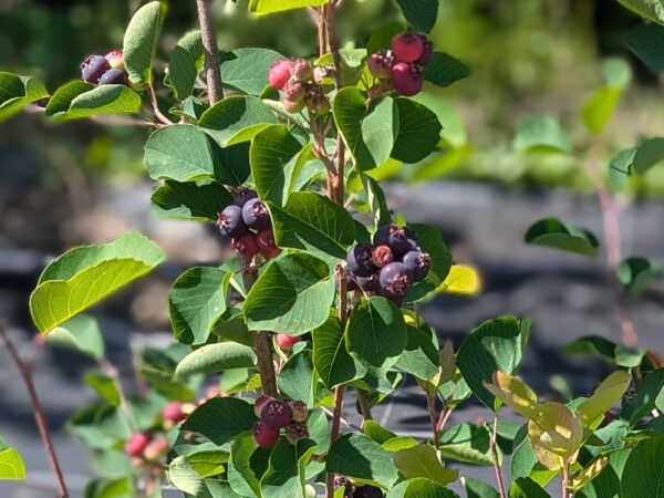 AMELANCHIER HONHEYWOOD, gros fruit