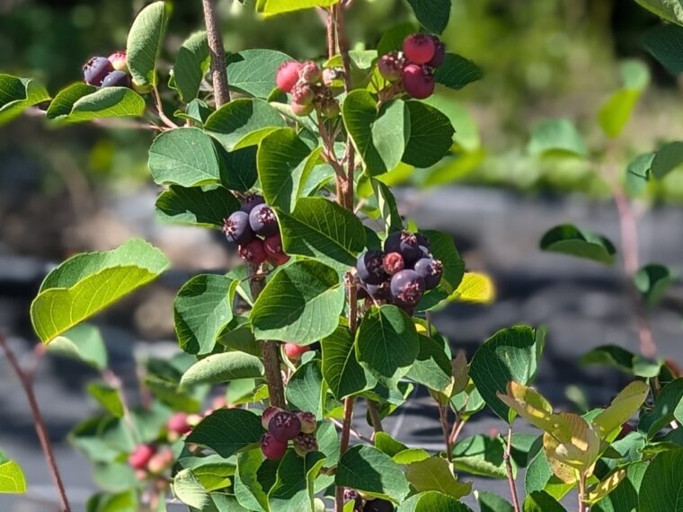 amelanchier-honeywood-26-5-2