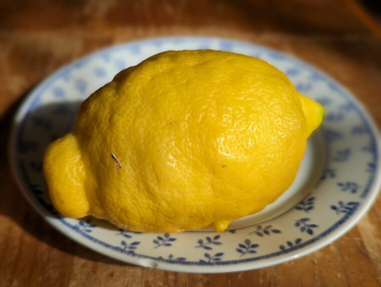 citrus-citron-pavlovski-