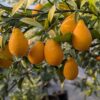 Plusieurs fruits de citrusquat thomasville sur une branche