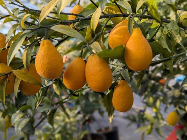 Plusieurs fruits de citrusquat thomasville sur une branche