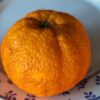 une mandarine sanguine amoa 8 sur une assiette