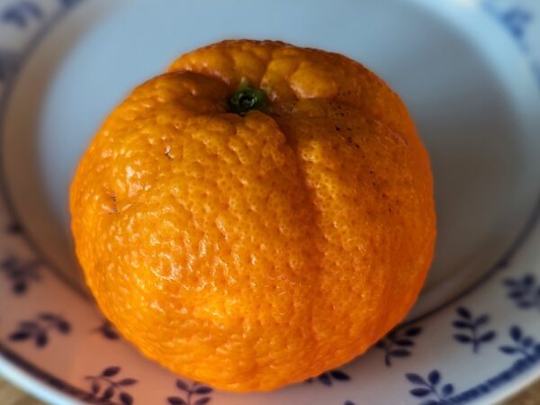 une mandarine sanguine amoa 8 sur une assiette