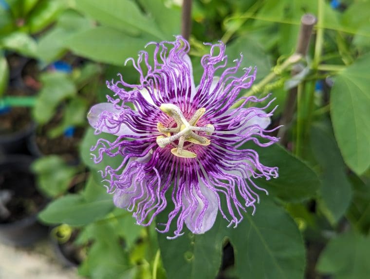 passiflore-incarnata-24-5