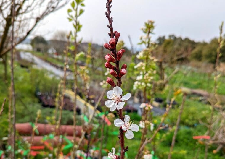 prunus-armeniaca-fleurs-tcheque