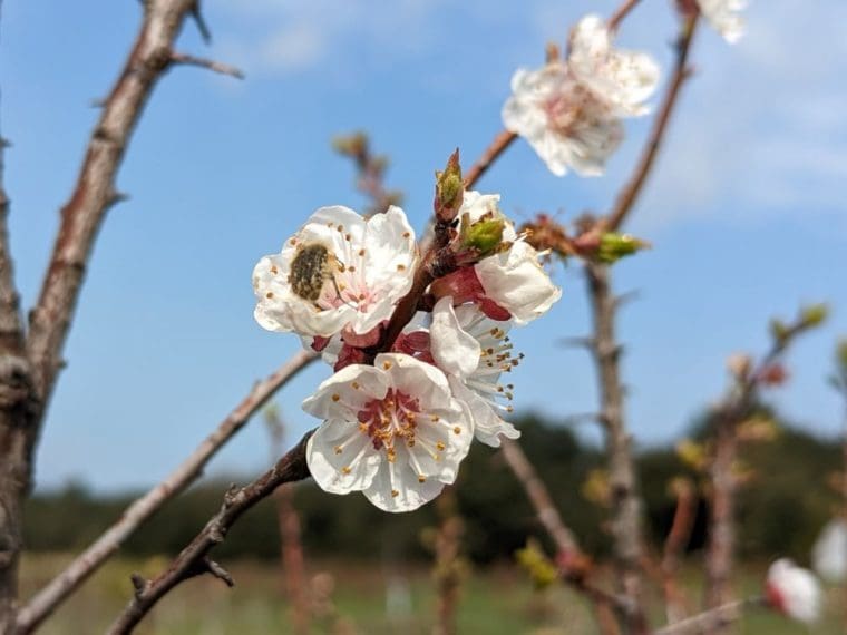 prunus-manshurica-fleurs
