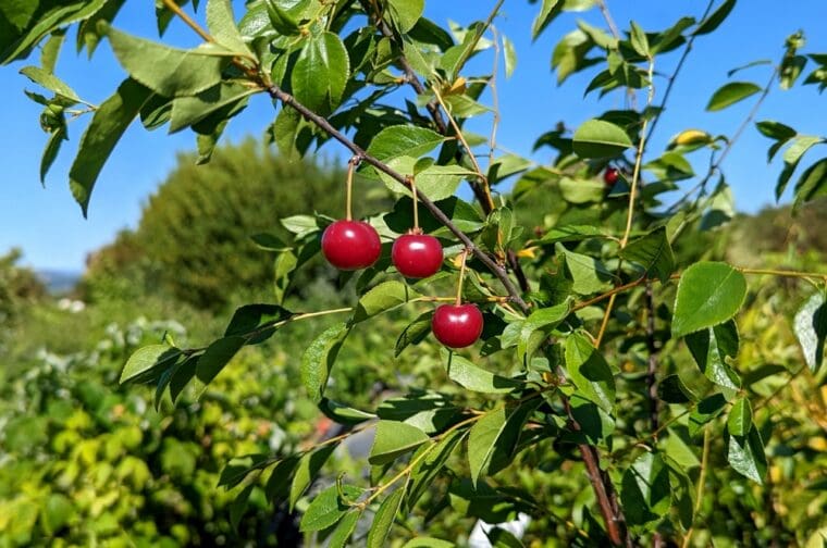 prunus-oblazynska-fruit