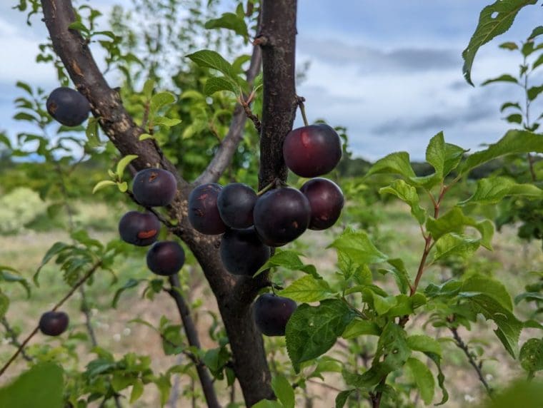 prune-cerise-nadia