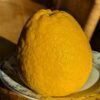 Obosat est un hybride entre le Citrus oboveida Bloomsweet et un mandarine Satsuma
