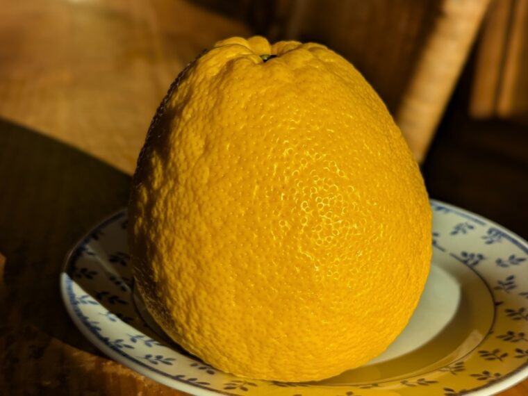 citrus-obosat-25-12