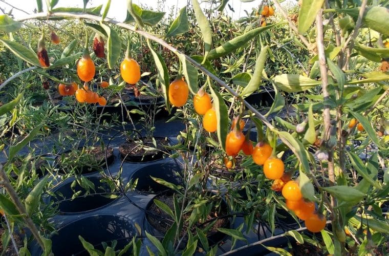 goji-amber-sweet-21-8-21