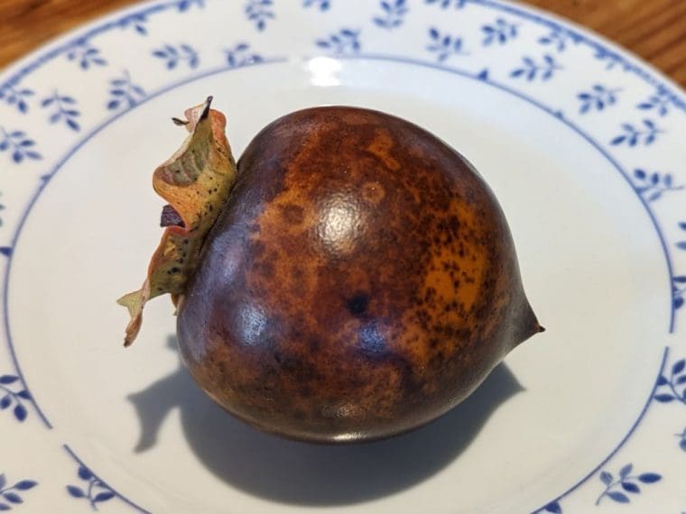 kaki-kuro-kaki